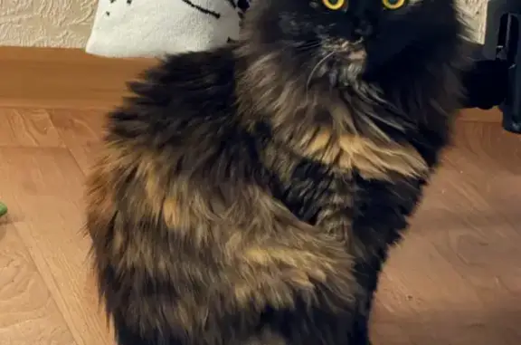 Пропала кошка, ул. Голосова, 44, Тольятти