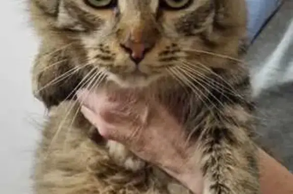 Найдена кошка, Макарово, фото: Кошка найдена в Макарово, МО