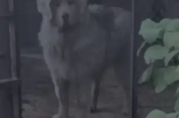 Пропал щенок: Заречная улица, Каменка