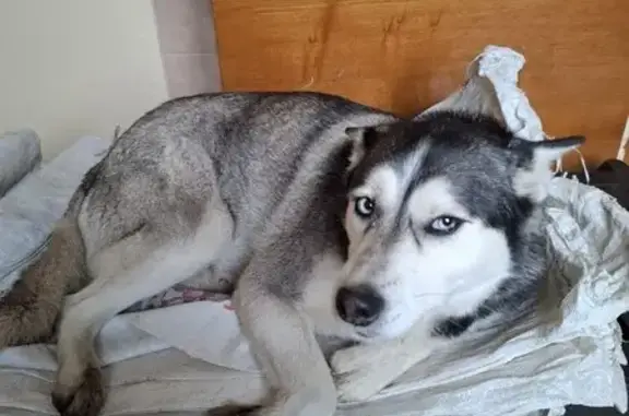 Найдена собака, Белгородская область, фото: Найдена хаски, Старый Оскол, отзовитесь!