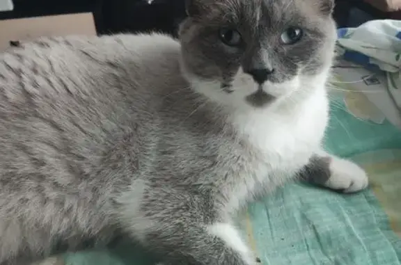 Пропала кошка, Чаплыгин, Липецкая обл.