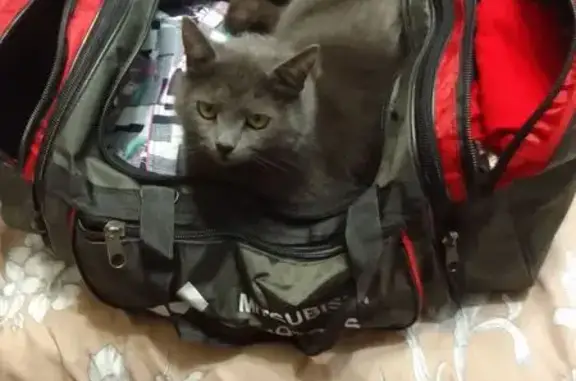 Пропала кошка, Казачинское поселение