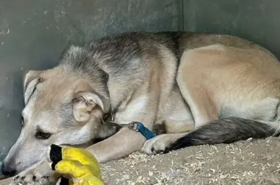 Пропала собака в Обнинске, Калужская область