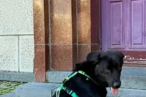 Собаки потеряшки, Санкт-Петербург, фото: Потеряшка собака у Гастелло, 22, СПб