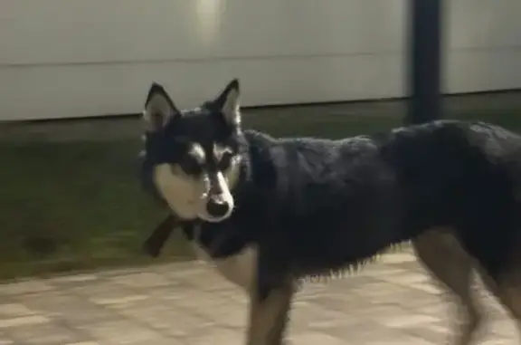 Пропала собака в СНТ Октава 5, Тула