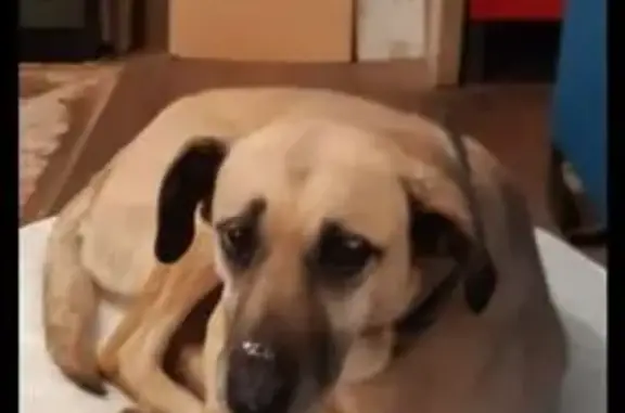 Пропала собака, ул. Симиренко, 58, Краснодар