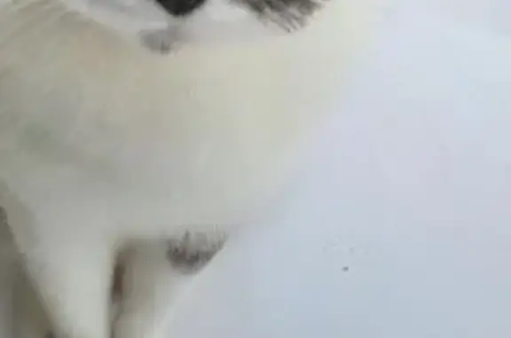 Пропала кошка, Быковская ул. 7, Подольск