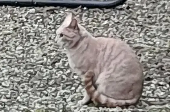 Найдена кошка, Московская область, фото: Кошка найдена в Похлебайках, МО