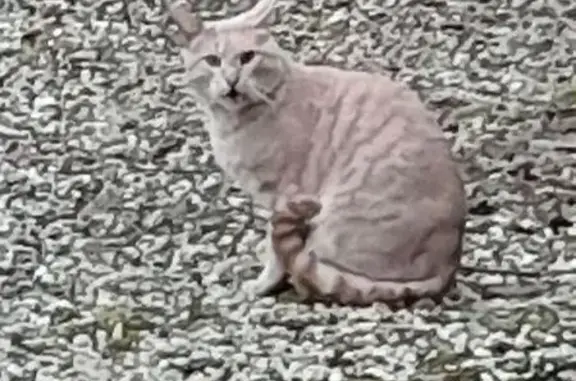 Найдена кошка, Московская область, фото: Кошка найдена в Похлебайках, МО