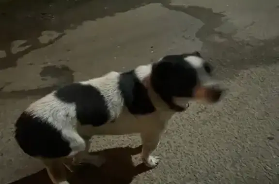 Найдена собака, Новомосковск, фото: Собака найдена: Солнечная ул., 6, Новомосковск