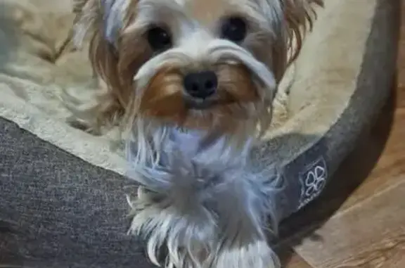 Пропала собака, Молодёжная 6, Новомосковск