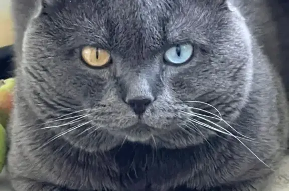 Кошки потеряшки, Саратов, фото: Потеряшка кошка, Моторная ул. 12, Саратов