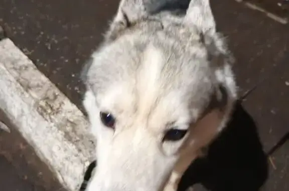 Найдена собака, Раменское, фото: Найдена хаски, ул. Гурьева 23, Раменское