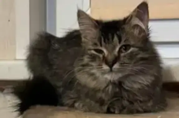 Кошки потеряшки, Астрахань, фото: Потеряшка кошка, Мечникова, Астрахань