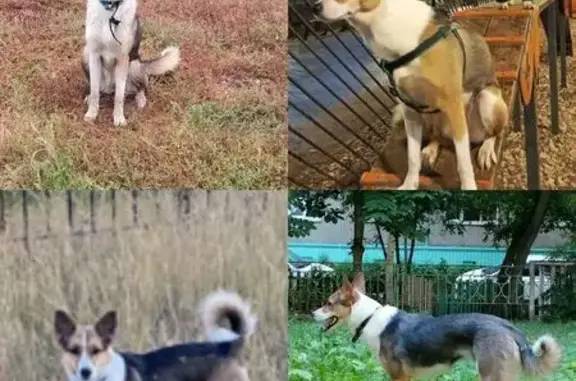 Пропала собака на Днепропетровской ул.