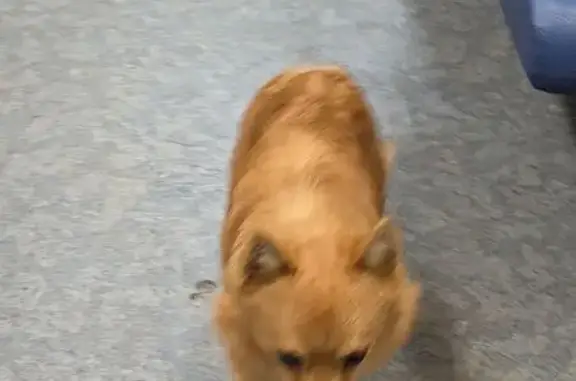 Найдена собака, Раменское, фото: Найдена собака на ул. Воровского, Раменское