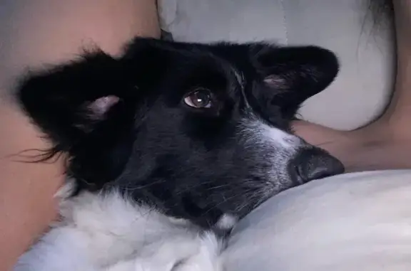 Пропала собака на ул. 50 лет ВЛКСМ, 13А