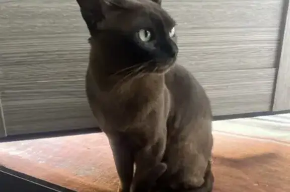 Пропала кошка, Рубцовская 25, Донецк