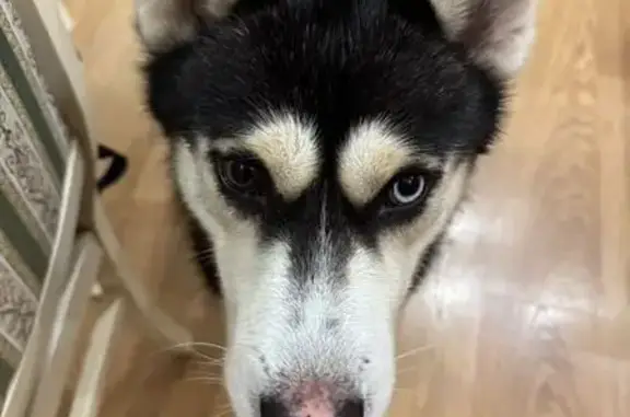 Найдена собака, Ростов-на-Дону, фото: Хаски найден у Магнита, Комарова 10, Ростов