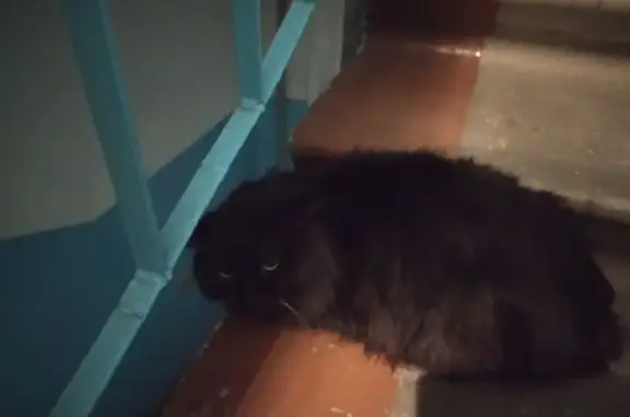 Найдена кошка, Иркутск, фото: Найдена черная кошка, ул. Станиславского 11б