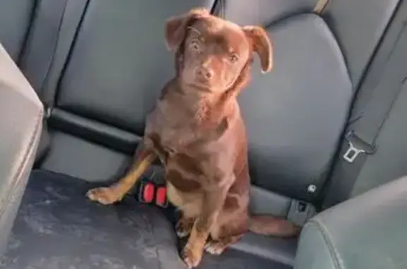 Собаки потеряшки, Агалатово, фото: Потеряшка собака, Агалатово, Липовая Аллея