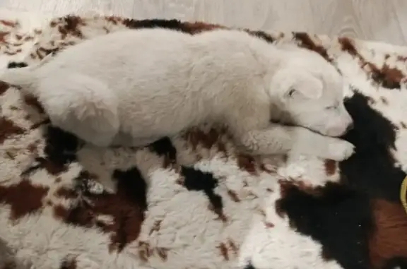 Пропала собака, Совхозная 3, Горно-Алтайск