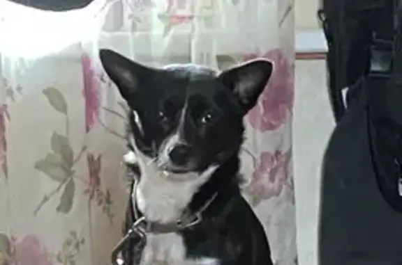 Собаки потеряшки, Онега, фото: Потеряшка маленькая собака, Коминтерна 2, Онега