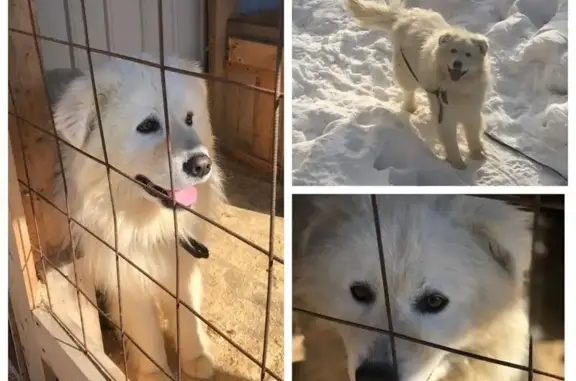 Потерянные животные Якутск, фото: Пропала собака, ул. Чайковского 38/7, Якутск