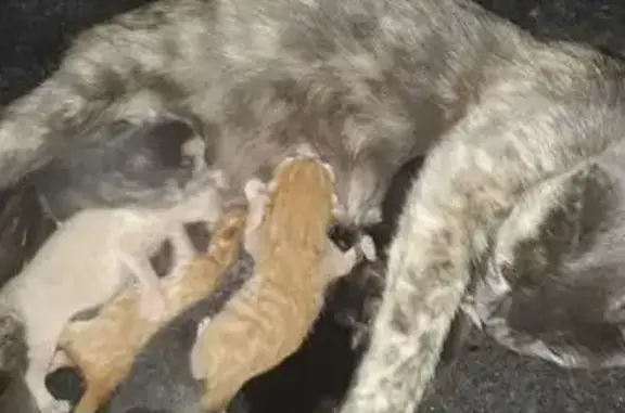 Пропала кошка, Красные Ключи, Самара