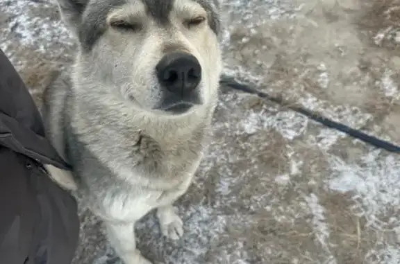 Найдена собака, , фото: Найдена собака, ул. Кирова, 10В, Белый Яр