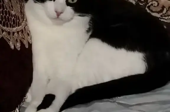 Пропала кошка, Клубная ул., Находка