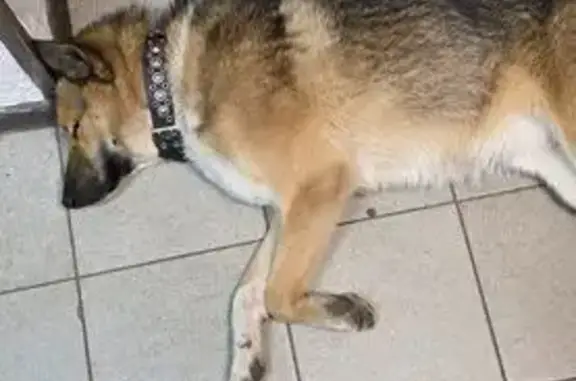 Найдена собака, Москва, фото: Собака найдена: Калитниковская 44 с8, Москва