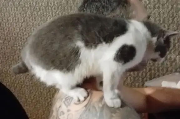 Пропала кошка, Южная ул., 11, Белово