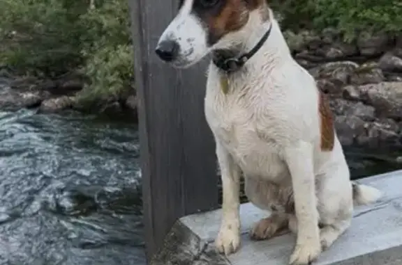 Пропала собака, ул. Труфанова, 26, Ярославль