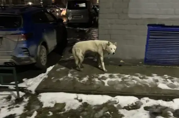 Найдена собака, Тюмень, фото: Собака найдена: Севастопольская 35, Тюмень