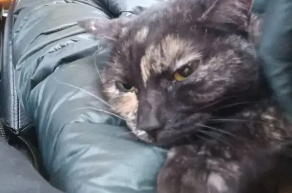 Найдена кошка, Грановщина, фото: Кошка найдена в Грановщине, Иркутск