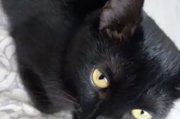 Кошки потеряшки, Уфа, фото: Потеряшка чёрная кошка, Софьи Перовской, 25/1