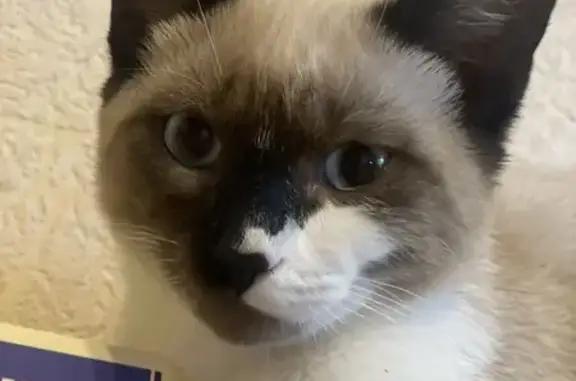 Кошки потеряшки, Томск, фото: Потеряшка кошка, Иркутский тракт 96, Томск