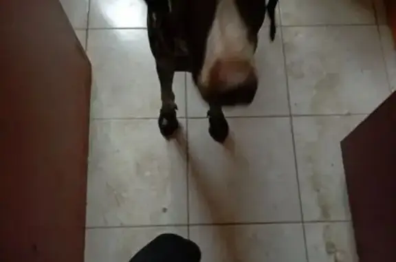 Найдена собака, Магнитогорск, фото: Собака найдена: Нежный пер., Магнитогорск