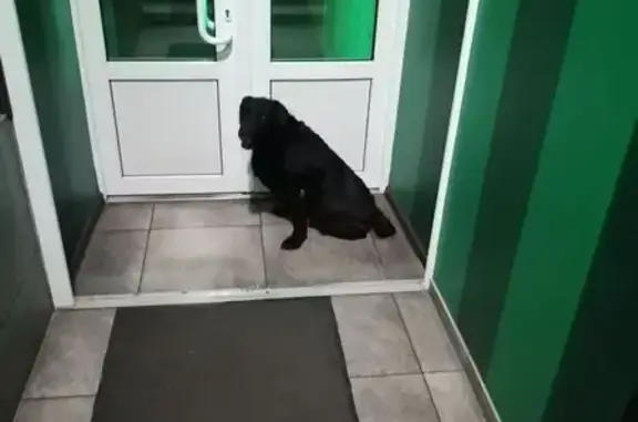 Найдена собака, Москва, фото: Найдена собака, ул. Свободы 44, Москва