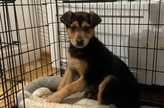 Найдена собака, Москва, фото: Найдена собака, ул. Яблочкова, Москва