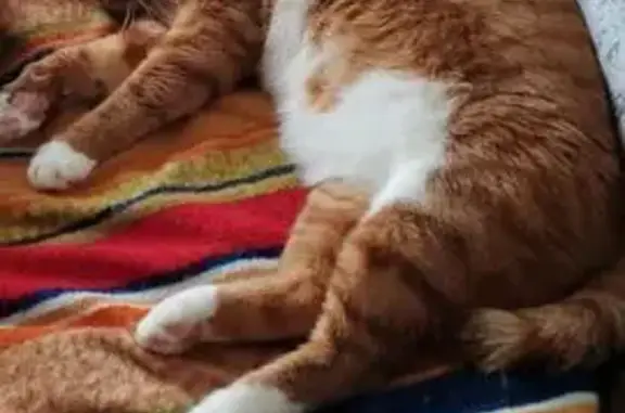 Пропала кошка на ул. Марии Цукановой