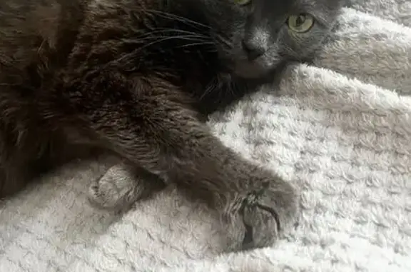 Пропала кошка, Осенняя ул. 21, Нижневартовск