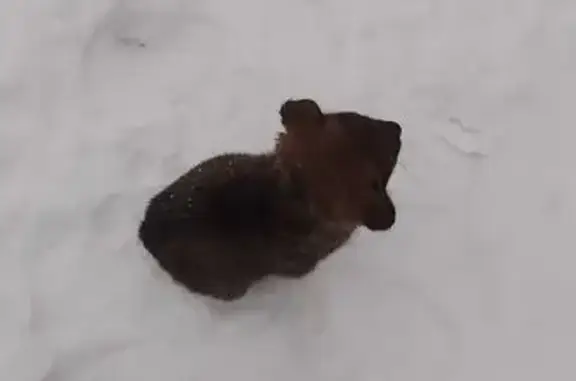 Пропал Рекс, ул. Борьбы, Кизел