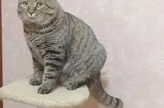 Кошки потеряшки, Самара, фото: Потеряшка кошка, ул. Маяковского, Самара