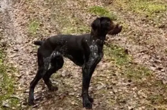 Пропала собака в лесу у п. Островское