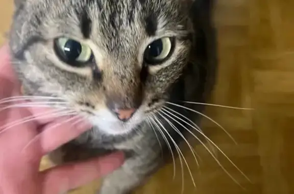 Найдена кошка, Нижний Новгород, фото: Кошка найдена: Новошкольная ул, 61, НН