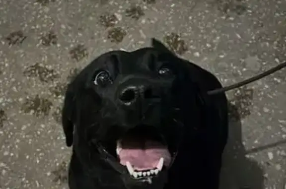 Найдена собака, , фото: Найдена собака на станции 