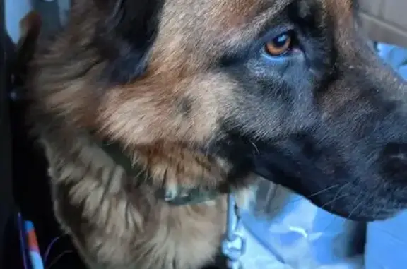 Найдена собака, Косулино, фото: Нашли собаку на Ленина, 56, Косулино