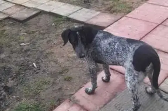 Найдена собака, Московская область, фото: Найдена собака в Новинках, МО